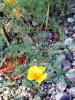 Eschscholzia californica